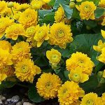 Caltha palustris multiplex - Tömött virágú gólyahír - kert tavi növény