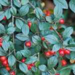 Cotoneaster 'Bella' - Madárbirs