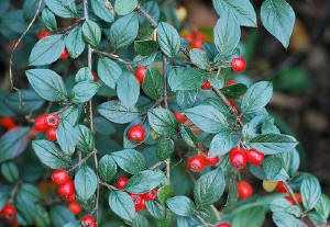 Cotoneaster 'Bella' - Madárbirs