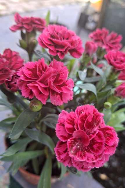 Dianthus Purple wing évelő szegfű