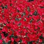 Dianthus gratianopoliatus 'Rotkäppchen' (Pünkösdi szegfű)