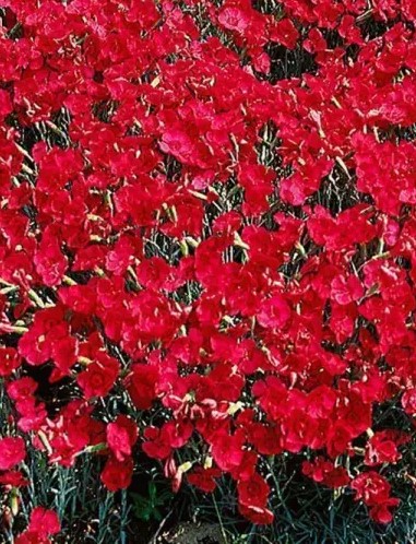 Dianthus gratianopoliatus 'Rotkäppchen' (Pünkösdi szegfű)