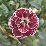 Dianthus drw border