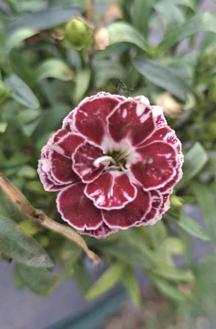 Dianthus drw border