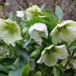 Helleborus orientalis 'White'  (Keleti hunyor)