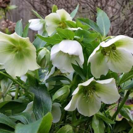 Helleborus orientalis 'White'  (Keleti hunyor)