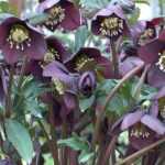 Helleborus orientalis 'Pretty Ellen Purple' (Keleti hunyor)