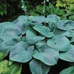 Hosta 'Blue Mammoth'