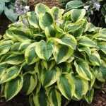 Hosta 'Brim Cup'