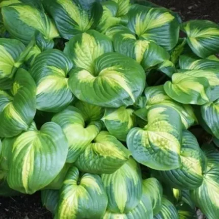 Hosta 'Cathedral Windows®'