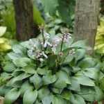Hosta 'Devon Green'