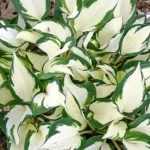 Hosta 'Fire and Ice'