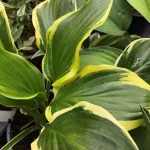 Hosta 'Firn Line'