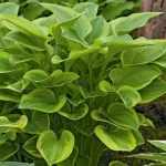 Hosta 'Golden Tiara'