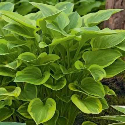 Hosta 'Golden Tiara'
