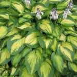 Hosta 'Paul's Glory'