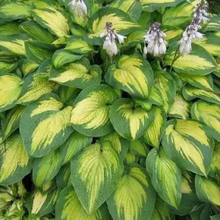 Hosta 'Paul's Glory'