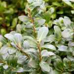 Ilex crenata 'Caroline Upright' -