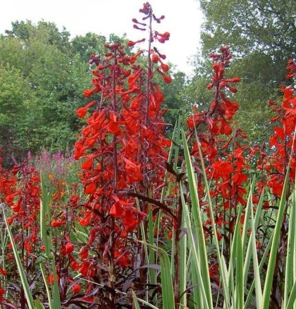 Lobelia cardinalis