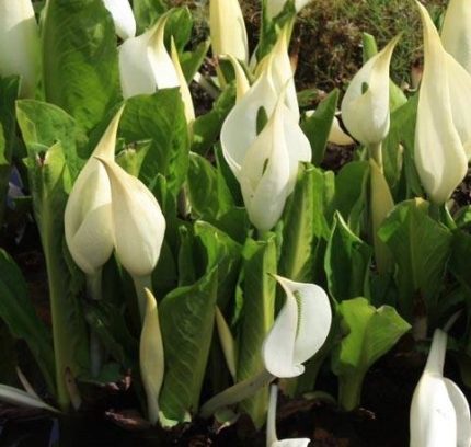 Lysichiton camtschatcensis - Vízi lámpás vagy káposztavirág - kerti tavi növény