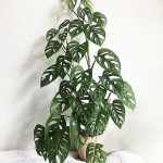 MONSTERA ANDANSONII