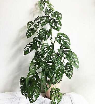 MONSTERA ANDANSONII