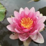 Nymphaea starburst - tavi rózsa