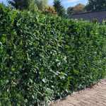 Prunus laurocerasus 'Caucasica' - Babérmeggy