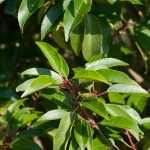 Prunus lusitanica 'Angustifolia' -