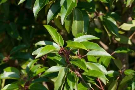 Prunus lusitanica 'Angustifolia' -
