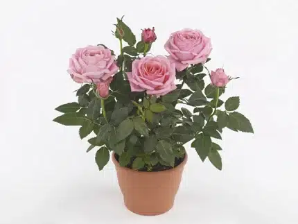 Rosa ADELE KORD GR