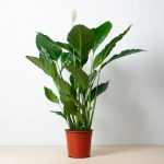 Spathiphyllum SWEET SEBASTIAN
