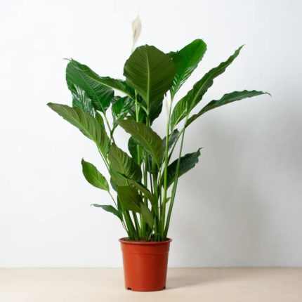 Spathiphyllum SWEET SEBASTIAN