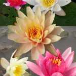 Tavirózsa (Nymphaea) zsákbamacska – a kerti tavak látványos dísze